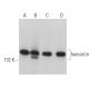western blotting image from recommended hamartin (C-8) monoclonal antibody replacement. Image 362959