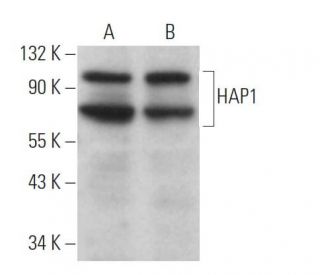 HAP1 Antibody (1B6) - Western Blotting - Image 370899 