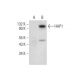 HAP1 Antibody (A-11) - Western Blotting - Image 305827