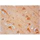 HAP1 Antibody (C-3) - Immunohistochemistry - Image 312080 