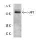 HAP1 Antibody (C-3) - Western Blotting - Image 367049