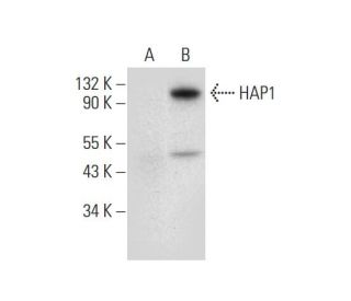 HAP1 Antibody (A-11) - Western Blotting - Image 305827Each CRISPR/Cas9 Knockout (KO) Plasmid product consists of a pool of 3 plasmids designed to ensure identification and cleavage of a specific gene for maximum knockout efficiency. Each plasmid encodes a unique 20 nt sequence derived from the GeCKO (v2) library.