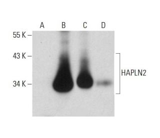 HAPLN2 Antibody (F-7) - Western Blotting - Image 320538 