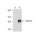 HAPLN3 Antibody (A-3) - Western Blotting - Image 287997
