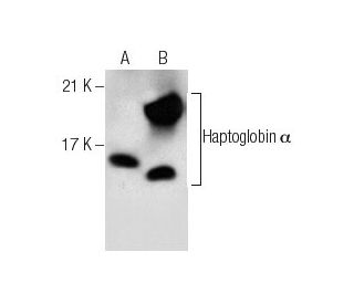 Haptoglobin &alpha; Antibody (C-8) - Western Blotting - Image 281209 