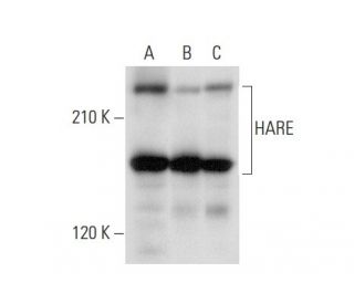 HARE Antibody (B-2) - Western Blotting - Image 308149
