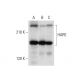 HARE Antibody (B-2) - Western Blotting - Image 308149