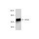HAS2 Antibody (C-5) - Western Blotting - Image 139523