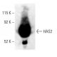 HAS2 Antibody (C-5) - Western Blotting - Image 397910 