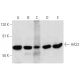 western blotting image from recommended HAS2 (A-7) monoclonal antibody replacement. Image 354686