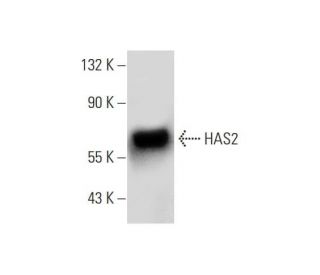 HAS2 Antibody (C-5) - Western Blotting - Image 139523