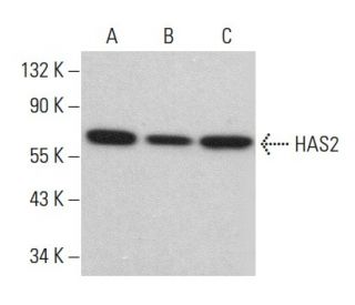 HAS2 Antibody (A-7) - Western Blotting - Image 379500