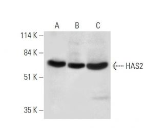 HAS2 Antibody (A-7) - Western Blotting - Image 331153