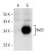 HAS3 Antibody (G-12) - Western Blotting - Image 160591 