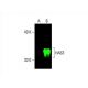 HAS3 Antibody (G-12) - Western Blotting - Image 394218