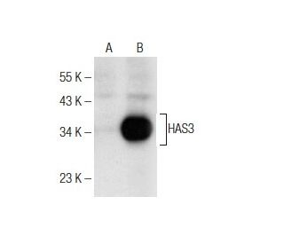 HAS3 Antibody (G-12) - Western Blotting - Image 160591The Double Nickase Plasmid features a U6 promoter for sgRNA expression, a 20 nt targeting sequence, and a gRNA scaffold to guide Cas9n. It includes a CBh promoter for Cas9n (D10A) and puromycin resistance, GFP for transfection verification, and nuclear localization signals (NLS). The 2A peptide allows co-expression of Cas9n and Puro from a single promoter, enabling precise genome editing with reduced off-target effects.