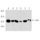HAT1 Antibody (B-10) - Western Blotting - Image 357296 