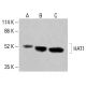 HAT1 Antibody (B-10) - Western Blotting - Image 414672 