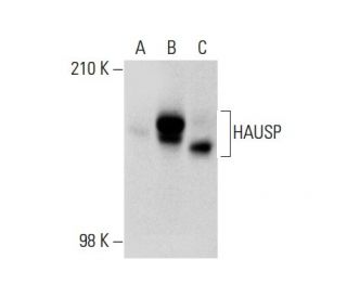 HAUSP Antibody (F-2) - Western Blotting - Image 138652 