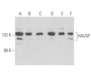 HAUSP Antibody (G-10) - Western Blotting - Image 356105 