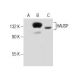 HAUSP Antibody (G-12) - Western Blotting - Image 281858 