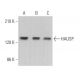 HAUSP Antibody (G-12) - Western Blotting - Image 363405