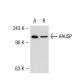 HAUSP Antibody (H-12) - Western Blotting - Image 54337