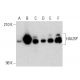 HAUSP Antibody (H-12) - Western Blotting - Image 138657 