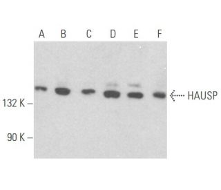 western blotting image from recommended HAUSP (H-12) monoclonal antibody replacement. Image 356106