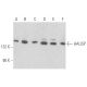 western blotting image from recommended HAUSP (H-12) monoclonal antibody replacement. Image 356106