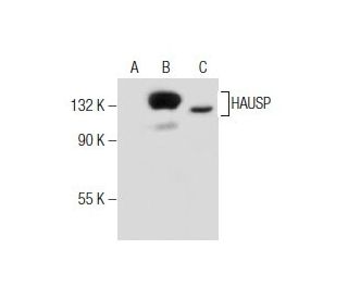 HAUSP Antibody (G-12) - Western Blotting - Image 281858