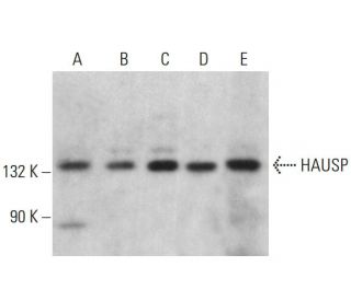 HAUSP Antibody (C-2) - Western Blotting - Image 381418