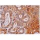 HAX-1 Antibody (B-11) - Immunohistochemistry - Image 284827 