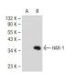 HAX-1 Antibody (B-11) - Western Blotting - Image 109548