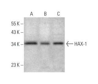 western blotting image from recommended HAX-1 (B-11) monoclonal antibody replacement. Image 346628