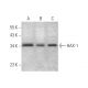 western blotting image from recommended HAX-1 (B-11) monoclonal antibody replacement. Image 346628