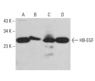 HB-EGF Antibody (H-1) - Western Blotting - Image 377969 