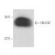 western blotting image from recommended HB-EGF (G-11) monoclonal antibody replacement. Image 15697