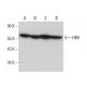 western blotting image from recommended HB9 (F-5) monoclonal antibody replacement. Image 377097