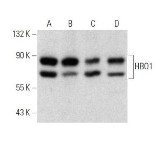 western blotting image from recommended HBO1 (G-2) monoclonal antibody replacement. Image 358580