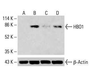 HBO1 Antibody (G-2) - Western Blotting - Image 415447