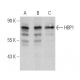 HBP1 Antibody (G-8) - Western Blotting - Image 359973