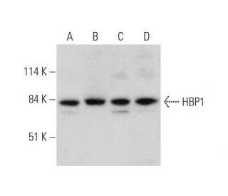 western blotting image from recommended HBP1 (G-8) monoclonal antibody replacement. Image 344707