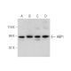 western blotting image from recommended HBP1 (G-8) monoclonal antibody replacement. Image 344707