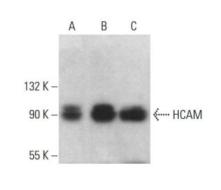 CD44 Antibody (156-3C11) - Western Blotting - Image 376762 