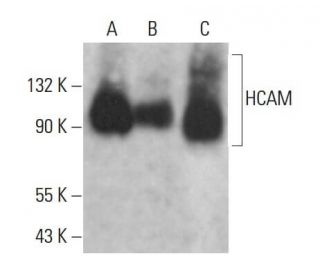 CD44 Antibody (BU52) - Western Blotting - Image 380939 