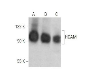 western blotting image from recommended CD44 (DF1485) monoclonal antibody replacement. Image 352076