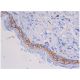 CD44 Antibody (IRAWB 14.4) - Immunohistochemistry - Image 357884