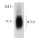 CD44 Antibody (KM114) - Western Blotting - Image 54864