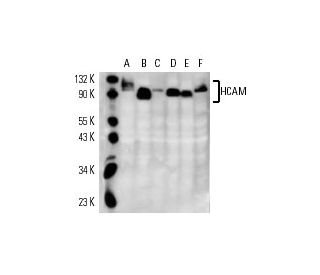 CD44 Antibody (NKI-P2) - Western Blotting - Image 14830 